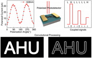 Graphical abstract: Symmetry-reduction enhanced one-dimensional polarization-sensitive photodetectors for multi-functional applications