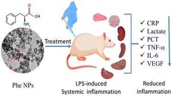 Graphical abstract: Poly(N-acryloyl-l-phenylalanine) nanoparticles for potential treatment of inflammation in selective organs