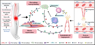 Graphical abstract: Therapeutic strategies for critical limb ischemia: a focus on endogenous cell behavior modulation