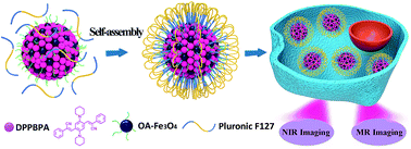 Graphical abstract: Multifunctional polymer nanoparticles: ultra bright near-infrared fluorescence and strong magnetization and their biological applications