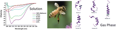 Graphical abstract: Evidence for α-helices in the gas phase: A case study using Melittin from honey bee venom