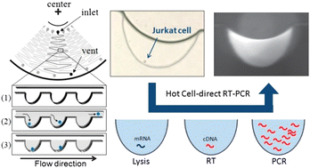 Graphical abstract: Detection of expressed gene in isolated single cells in microchambers by a novel hot cell-direct RT-PCR method