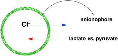 Graphical abstract: Small neutral molecular carriers for selective carboxylate transport