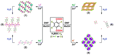 Graphical abstract: Alkali-metal-regulated construction of superhydrophilic ZnII and CdII coordination polymers with perhalogenated terephthalate ligands