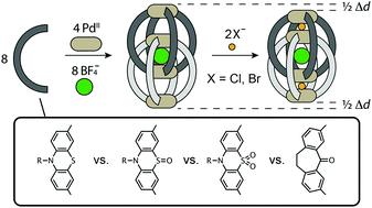 Graphical abstract: Relative anion binding affinity in a series of interpenetrated coordination cages