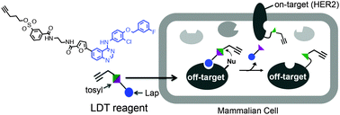 Graphical abstract: Live cell off-target identification of lapatinib using ligand-directed tosyl chemistry