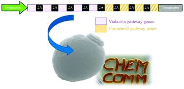 Graphical abstract: Compact multi-enzyme pathways in P. pastoris