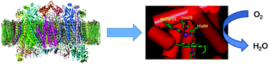 Graphical abstract: Metalloprotein design using genetic code expansion