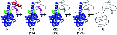 Graphical abstract: OneG-Vali: a computational tool for detecting, estimating and validating cryptic intermediates of proteins under native conditions