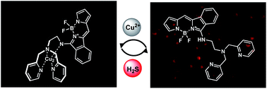 Graphical abstract: A highly sensitive and water soluble fluorescent probe for rapid detection of hydrogen sulfide in living cells