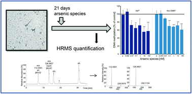 Graphical abstract: Toxicity of arsenite and thio-DMAV after long-term (21 days) incubation of human urothelial cells: cytotoxicity, genotoxicity and epigenetics