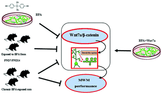 Graphical abstract: Bisphenol-A exposure alters memory consolidation and hippocampal CA1 spine formation through Wnt signaling in vivo and in vitro