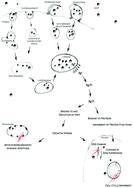 Graphical abstract: Silver nanoparticles – wolves in sheep's clothing?