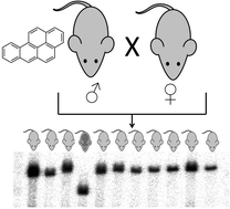 Graphical abstract: Effects of benzo[a]pyrene on mouse germ cells: heritable DNA mutation, testicular cell hypomethylation and their interaction with nucleotide excision repair