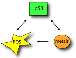 Graphical abstract: Metal toxicity and the p53 protein: an intimate relationship