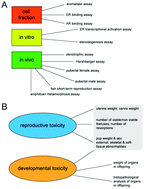 Graphical abstract: Beyond a means of exposure: a new view of the mother in toxicology research