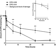 Graphical abstract: Rescue of cells from apoptosis increases DNA repair in UVB exposed cells: implications for the DNA damage response