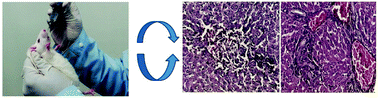 Graphical abstract: Biocompatibility studies on lanthanum oxide nanoparticles