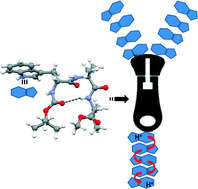 Graphical abstract: Supramolecular tryptophan-zipper forms a tripeptide as a regular proton transporter