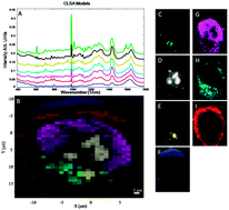 Graphical abstract: Spectral pre and post processing for infrared and Raman spectroscopy of biological tissues and cells