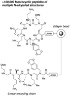 Graphical abstract: Synthesis of a large library of macrocyclic peptides containing multiple and diverse N-alkylated residues