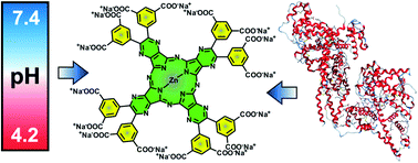 Graphical abstract: Anionic hexadeca-carboxylate tetrapyrazinoporphyrazine: synthesis and in vitro photodynamic studies of a water-soluble, non-aggregating photosensitizer