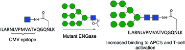 Graphical abstract: Convergent chemo-enzymatic synthesis of mannosylated glycopeptides; targeting of putative vaccine candidates to antigen presenting cells