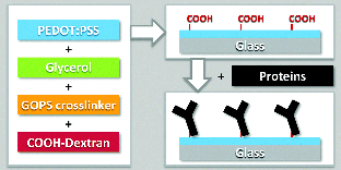 Graphical abstract: A simple approach for protein covalent grafting on conducting polymer films