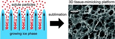 Graphical abstract: 3D conducting polymer platforms for electrical control of protein conformation and cellular functions