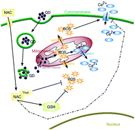 Graphical abstract: Partial protection of N-acetylcysteine against MPA-capped CdTe quantum dot-induced neurotoxicity in rat primary cultured hippocampal neurons