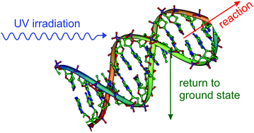 Graphical abstract: Life in the light: nucleic acid photoproperties as a legacy of chemical evolution