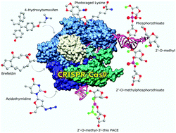 Graphical abstract: CRISPR/Cas9: a historical and chemical biology perspective of targeted genome engineering