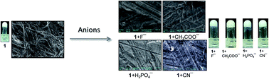 Graphical abstract: Anion responsive and morphology tunable tripodal gelators