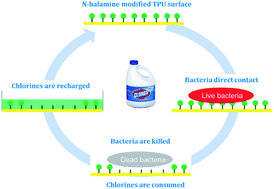 Graphical abstract: N-Halamine modified thermoplastic polyurethane with rechargeable antimicrobial function for food contact surface