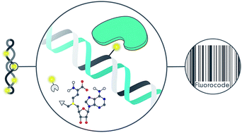 Graphical abstract: Methyltransferase-directed covalent coupling of fluorophores to DNA