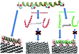 Graphical abstract: Conformational and hydration properties modulate ice recognition by type I antifreeze protein and its mutants