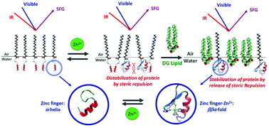 Graphical abstract: Two dimensional crowding effects on protein folding at interfaces observed by chiral vibrational sum frequency generation spectroscopy