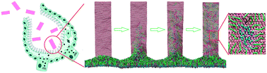Graphical abstract: Extracting pulmonary surfactants to form inverse micelles on suspended graphene nanosheets
