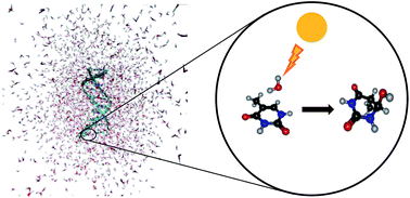 Graphical abstract: Mechanistic insights into photoinduced damage of DNA and RNA nucleobases in the gas phase and in bulk solution