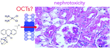 Graphical abstract: On the toxicity and transport mechanisms of cisplatin in kidney tissues in comparison to a gold-based cytotoxic agent