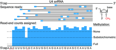 Graphical abstract: Substoichiometric ribose methylations in spliceosomal snRNAs