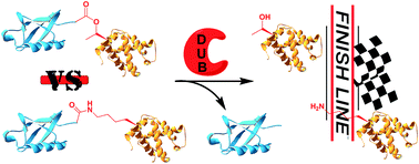 Graphical abstract: Total chemical synthesis of ester-linked ubiquitinated proteins unravels their behavior with deubiquitinases