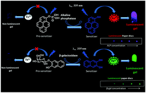 Graphical abstract: Eu/Tb luminescence for alkaline phosphatase and β-galactosidase assay in hydrogels and on paper devices