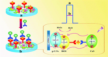 Graphical abstract: An ultrasensitive photoelectrochemical bioanalysis strategy for tumor markers based on the significantly enhanced signal of a bismuth oxyiodine microsphere/graphitic carbon nitride composite