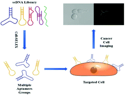 Graphical abstract: DNA aptamers from whole-cell SELEX as new diagnostic agents against glioblastoma multiforme cells