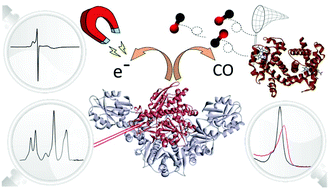 Graphical abstract: Monitoring H-cluster assembly using a semi-synthetic HydF protein