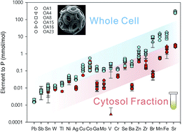 Graphical abstract: Direct measurement of multi-elements in high matrix samples with a flow injection ICP-MS: application to the extended Emiliania huxleyi Redfield ratio