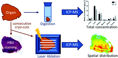 Graphical abstract: Bioimaging of isosteric osmium and ruthenium anticancer agents by LA-ICP-MS