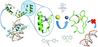 Graphical abstract: Zinc finger domains as therapeutic targets for metal-based compounds – an update