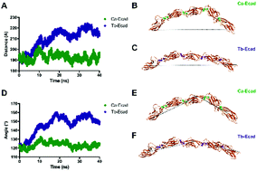 Graphical abstract: Lanthanides compete with calcium for binding to cadherins and inhibit cadherin-mediated cell adhesion